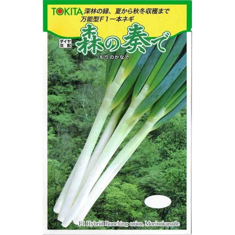 ネギ苗森の奏で1000本　おまけ付け Amazon.co.jp: トキタ種苗 ネギ 森の奏で : DIY・工具・ガーデン
